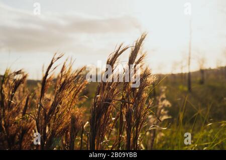Alta erba selvaggia illuminata da un tramonto dorato al Parco Nazionale delle Everglades nel sud della Florida. Foto Stock