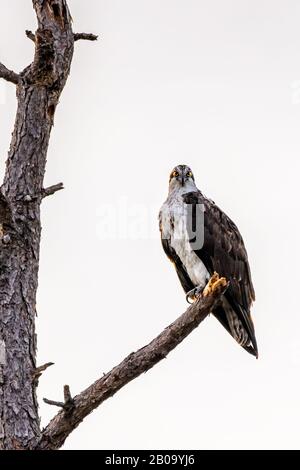 Un Osprey (Pridion haliaetus) guarda direttamente lo spettatore da un albero morto nel Merritt Island National Wildlife Refuge in Florida, Stati Uniti. Foto Stock