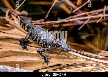 Un giovane alligatore americano (Alligator missisippiensis) che si schiude su una palma secca frond in Florida, Stati Uniti. Foto Stock