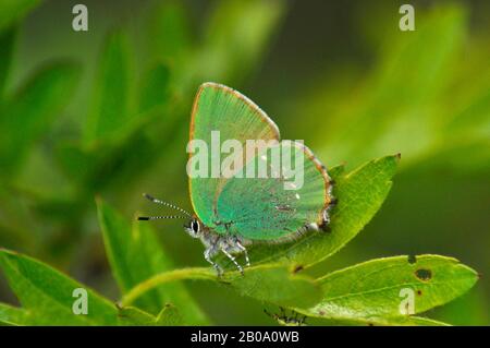 Green Hairstreak,'Callophrys rubi', butterfly, maggio e giugno, diffusa residente, Somerset, Regno Unito Foto Stock