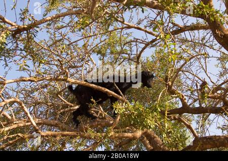 MAROCCO, NEI PRESSI DI AGADIR, CAPRE CHE SI NUTRONO DI ARGAN ALBERO ARGANIA SPINOSA Foto Stock