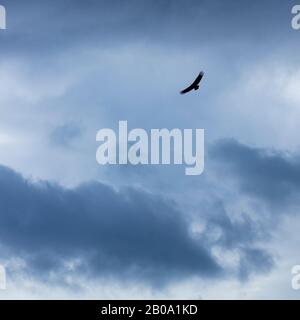 Griffon Vulture Volare Sul Mar Cantabrico, Liendo, Liendo Valley, Mar Cantabrico, Cantabria, Spagna, Europa Foto Stock