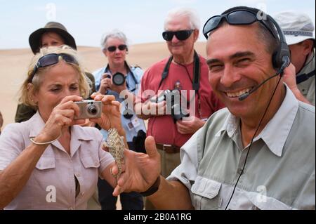 NAMIBIA, VICINO SWAKOPMUND, DESERTO DEL NAMIB, GUIDA NATURALISTICA TOMMY CHE MOSTRA NAMAQUA CHAMELEON AI TURISTI Foto Stock