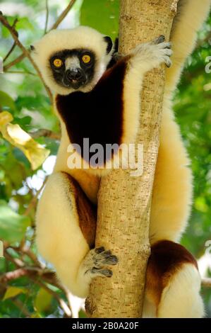 MADAGASCAR, ANJAJAVY, SIFAKA DI COQUEREL (PROPITHECUS COQUERELI) NELL'ALBERO, PRIMO PIANO Foto Stock