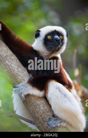 MADAGASCAR, ANJAJAVY, SIFAKA DI COQUEREL (PROPITHECUS COQUERELI) NELL'ALBERO, PRIMO PIANO Foto Stock