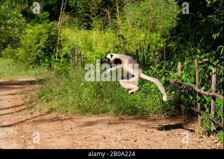 MADAGASCAR, ANJAJAVY, SIFAKA DI COQUEREL (PROPITHECUS COQUERELI) SALTANDO A TERRA Foto Stock