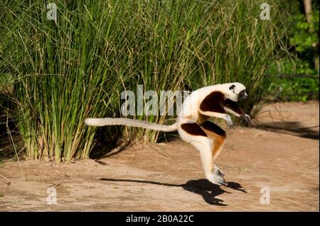 MADAGASCAR, ANJAJAVY, SIFAKA DI COQUEREL (PROPITHECUS COQUERELI) SALTANDO A TERRA Foto Stock