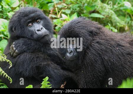 Rwanda, PARCO NAZIONALE DEL VULCANO, GIOVANI GORILLA DI MONTAGNA (Gorilla gorilla beringei), FRATELLI Foto Stock