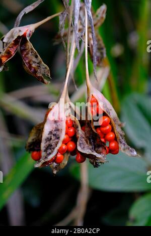Primo piano dei semi arancio-rossi dell'iride Puzzolente (Iris foetisima) nel mese di febbraio Foto Stock