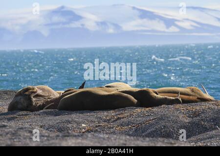 Valbard valeruses Foto Stock