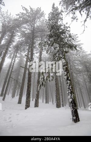 In inverno il paesaggio della foresta con la montagna coperta di neve e alberi di pino. Monti Troodos in Cipro Foto Stock