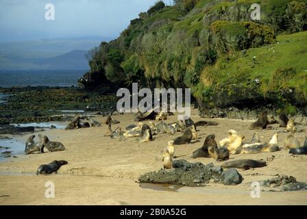 ENDERBY ISLAND, LIONS DI MARE DI HOOKER SULLA SPIAGGIA Foto Stock