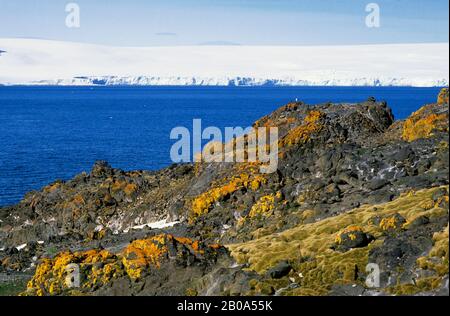 ANTARTIDE, KING GEORGE ISLAND, LICHEN, MOSS E ROCCE COPERTE DI ERBA PRESSO LA STAZIONE POLACCA ARCTOWSKI Foto Stock