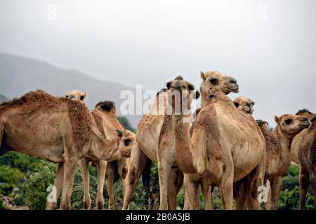 I cammelli del Gibuti aspettano di essere controllati da un esercito degli Stati Uniti 418th funzioni di battaglione di affari civili personale di unità di specializzazione durante una missione di assistenza veterinaria 28 marzo 2017, vicino Ali Sabieh, Gibuti. Foto Stock