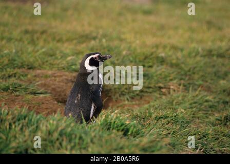ISOLE FALKLAND, NEW ISLAND, PENGUIN MAGELLANICO A BURROW NESTING Foto Stock