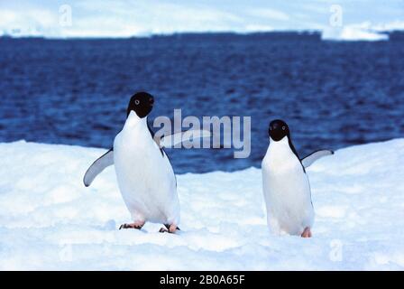 AREA DELLA PENISOLA ANTARTICA, ISOLA DEL DETAILLE, PINGUINI ADELIE CAMMINANDO SULLA NEVE Foto Stock