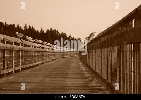 Fila Di Numerosi Seagulls In Legno Camminano Contro Hazy Morning Sky A Sepia Foto Stock