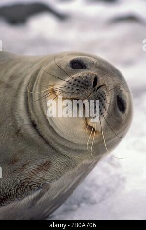 ANTARTIDE, SO.SHETLAND È RE GEORGE IS., IL MONCONE DEL LEONE, IL RITRATTO DEL SIGILLO DI WEDDELL Foto Stock