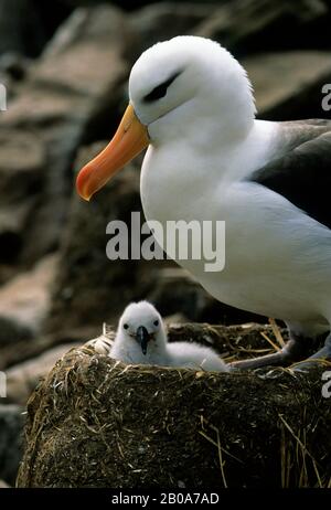 FALKLAND ISLAND, WESTPOINT È ALBATROSS DAL COLORE NERO CON PULCINO Foto Stock