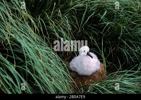 CILE, DIEGO RAMIREZ ISLAND, ALBATROSS GRIGIO, CAZZO SUL NIDO, ERBA TUSSOCK Foto Stock