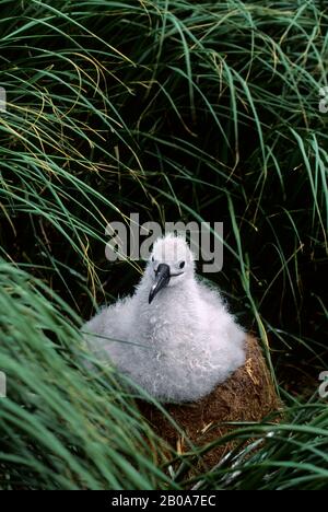 CILE, DIEGO RAMIREZ ISLAND, ALBATROSS GRIGIO, CAZZO SUL NIDO, ERBA TUSSOCK Foto Stock