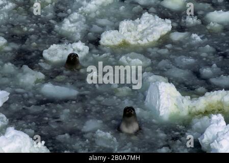 PENISOLA ANTARTICA, VICINO ALL'ISOLA DI ADELAIDE, PACK ICE, WEDDELL SEALS Foto Stock