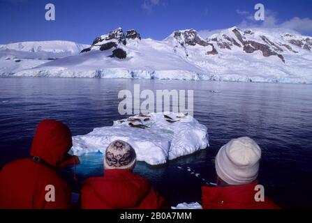 PENISOLA ANTARTICA, CHARLOTTE BAY, TURISTI IN NAVE, GUARDANDO LE GUARNIZIONI CRABEATER SU GHIACCIO GALLEGGIANTE Foto Stock