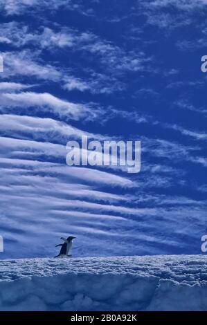 ANTARTIDE, ISOLE ORCADI SUD, ISOLA LAURIE, PENGUIN GENTOO CAMMINANDO SULLA NEVE, NUVOLE SULLO SFONDO Foto Stock