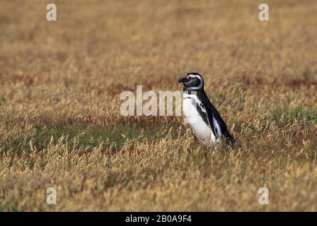 ISOLE FALKLAND, SEA LION ISLAND, COLONIA DI PINGUINI MAGELLANICI, PINGUINO MAGELLANICO (SPHENISCUS MAGELLANICUS) A PIEDI ATTRAVERSO L'ERBA Foto Stock