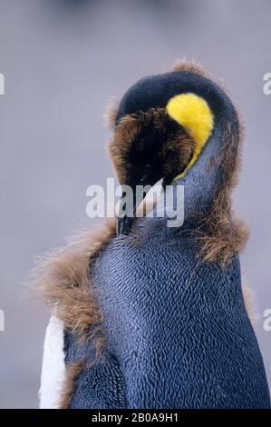 ANTARTIDE, GEORGIA DEL SUD, PIANURA DI SALISBURY, COLONIA DI PINGUINI RE, PULCINO DI PINGUINI RE, PREENING Foto Stock