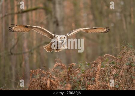 Gufo di aquila siberiana che vola e urla. Aspetto anteriore. Foto Stock