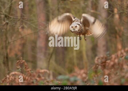 Uccelli selvatici siberiani nella foresta. Esposizione più lunga con ali con movimento blured Foto Stock