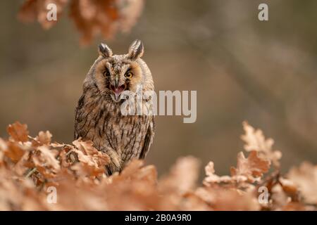 Urlare un gufo dalle lunghe orecchie. Sguardo arrabbiato. Espressione approssimativa Foto Stock