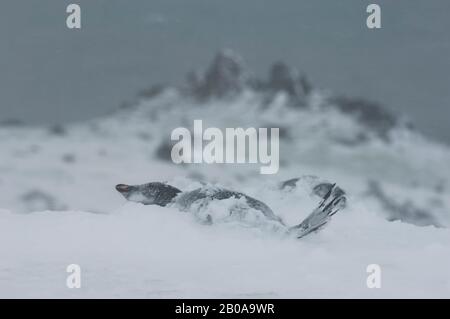 ANTARTIDE, ISOLE SHETLAND DEL SUD, KING GEORGE ISLAND, TORRETTA PUNTO, COLONIA DI PINGUINI ADELIE IN TEMPO TEMPESTOSO, PINGUINI ADELIE (PYGOSCELIS ADELIAE) CO Foto Stock