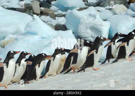 ANTARTIDE, PENISOLA ANTARTICA, ISOLA DI CUVERVILLE, PINGUINI GENTOO PROVENIENTI DAL MARE, CHE RITORNANO A COLONIA Foto Stock