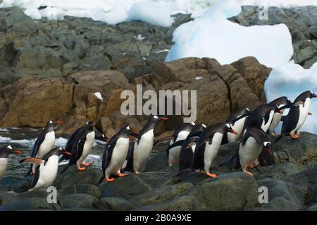 ANTARTIDE, PENISOLA ANTARTICA, ISOLA DI CUVERVILLE, PINGUINI GENTOO PROVENIENTI DAL MARE, CHE RITORNANO A COLONIA Foto Stock