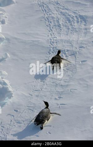 ANTARTIDE, WEDDELL MARE, VICINO NEVE HILL ISLAND, PINGUINI IMPERATORE APTENODYTES FORSTERI SU PACK GHIACCIO TOBOGA Foto Stock