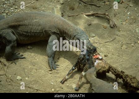 INDONESIA, ISOLA DI KOMODO, DRAGONI DI KOMODO (VARANUS KOMODOENSIS) CHE SI NUTRONO DI CAPRA MORTA Foto Stock