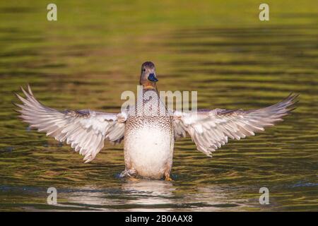 Gadwall (Anas strepera, Mareca strepera), drake flapping Wings, Paesi Bassi, Olanda meridionale, Wassenaar Foto Stock