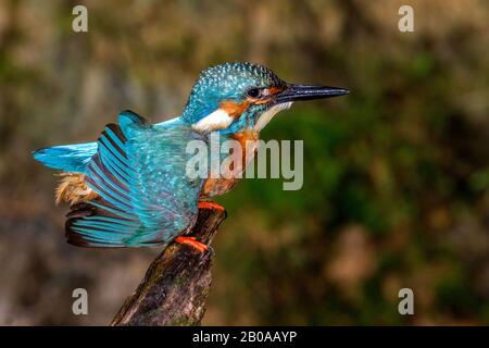 Fiume kingfisher (Alcedo atthis), maschio, Germania Foto Stock