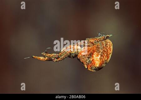 Spider triangolo europeo, triangolo tessitore (Hyptiotes paradoxus), appende su uno spiderweb, Germania Foto Stock