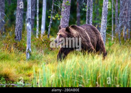 Orso bruno europeo (Ursus arctos artos), al margine della foresta, Finlandia, Karelia Foto Stock