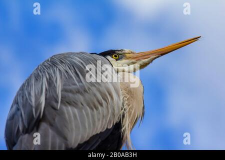 Airone grigio (Ardea cinerea), riposo, Germania Foto Stock