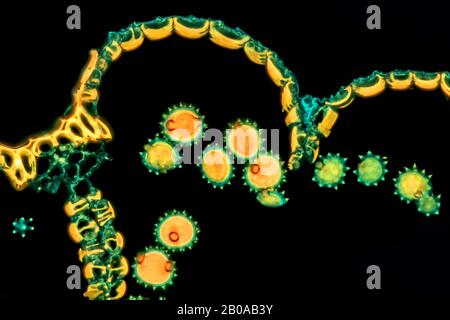 Margherita comune, margherita prato, margherita inglese (Bellis perennis), antera aperta con granelli di polline, Germania Foto Stock
