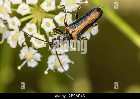Scarabeo con falsi blister, scarabeo con alimentazione a polline (Anogcodes rufiventrale), si trova su un'infiorescenza, in Germania Foto Stock