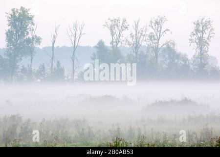 Pioppo Canadese (Populus x canadensis), all'alba, Belgio, Fiandre Orientali, Bourgoyen Foto Stock