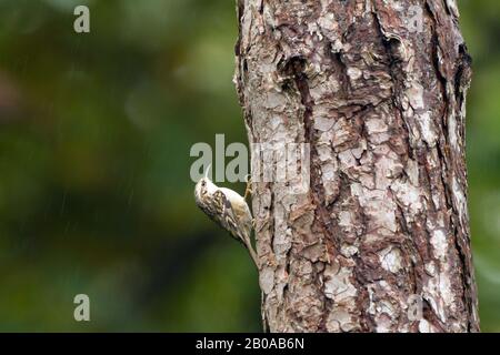 treecreeper corto-toed (Certhia brachydactyla), foraging su tronco di albero, Paesi Bassi, Olanda del Sud Foto Stock