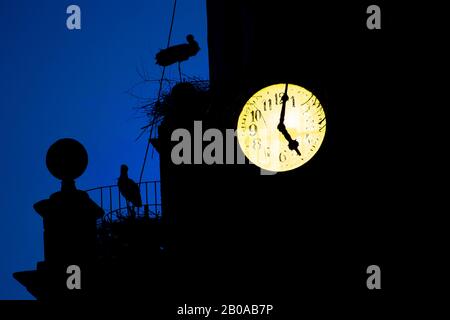 Cicogna bianca (Ciconia ciconia), cicogna bianca sul nido accanto ad un orologio a torre illuminato in serata, Spagna, Estremadura Foto Stock