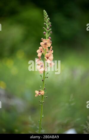 Mullein viola, mullein ornamentale (Verbascum phoeniceum), fioritura, Germania Foto Stock