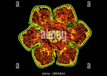 She-Oak (Casuarina), sezione trasversale di una foglia, immagine fluorescente Foto Stock